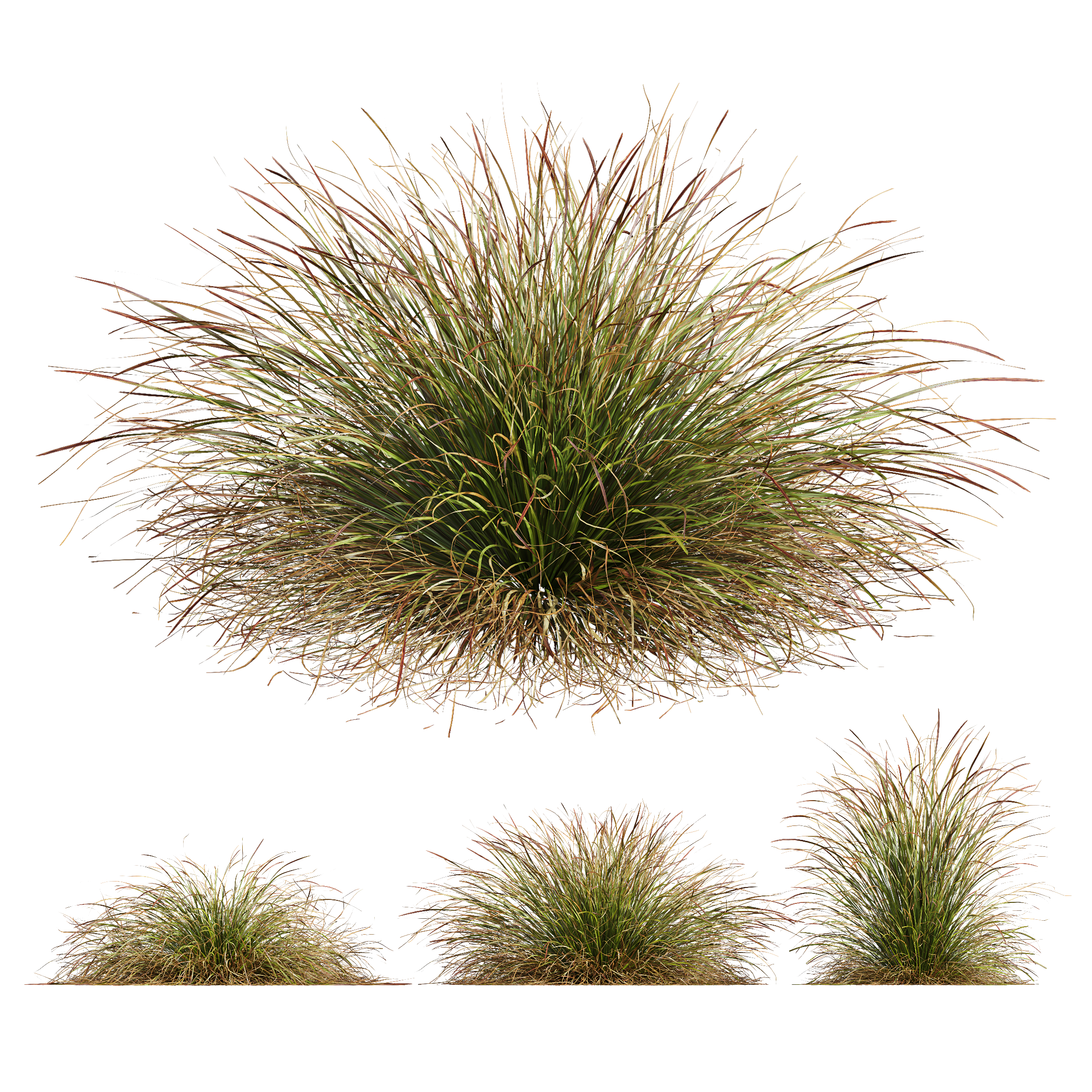 HQ Plants Stipa arundinacea Anemanthele lessoniana